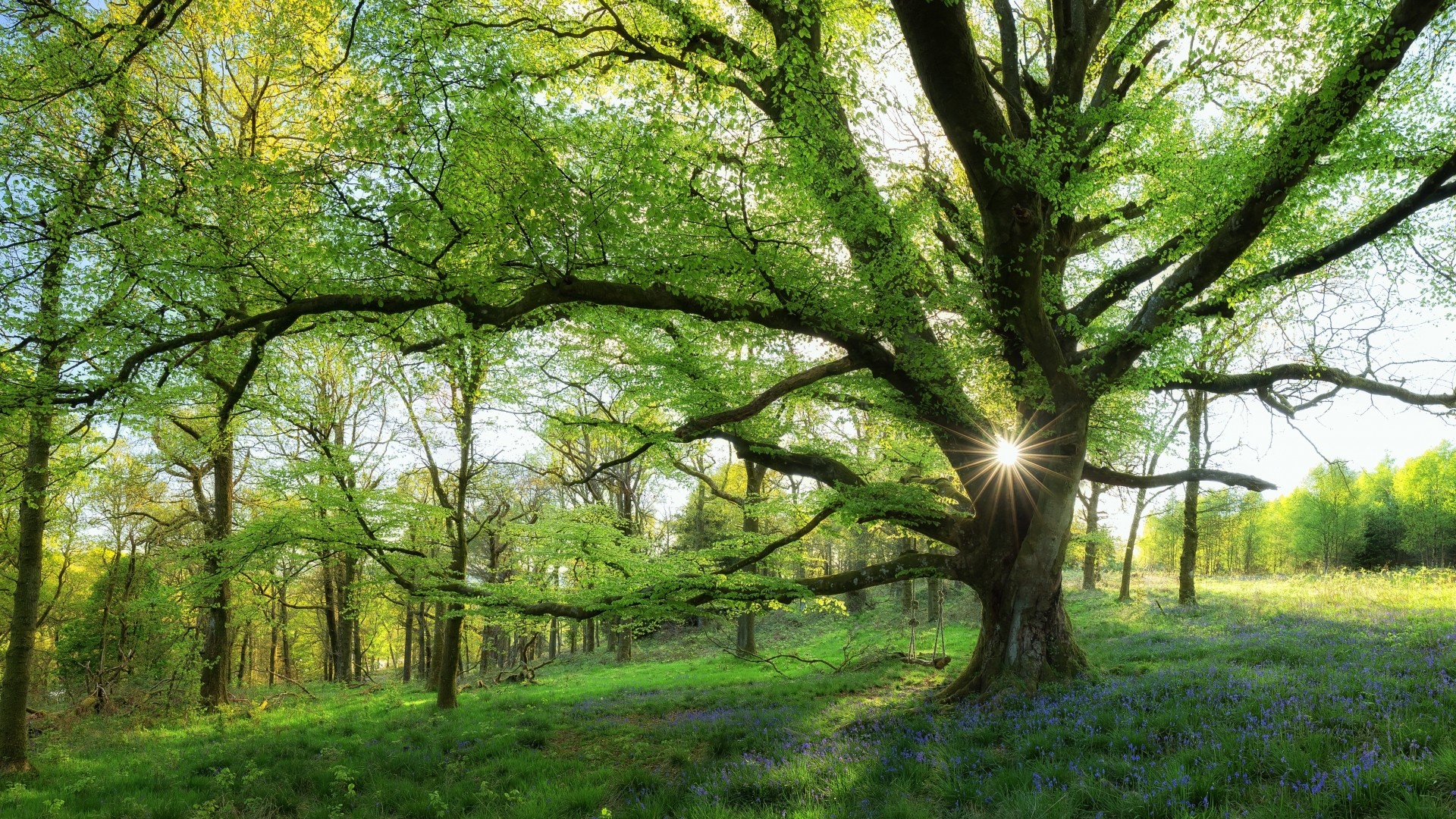 Sunbeams through a large tree in a bluebell wood HD Wallpaper