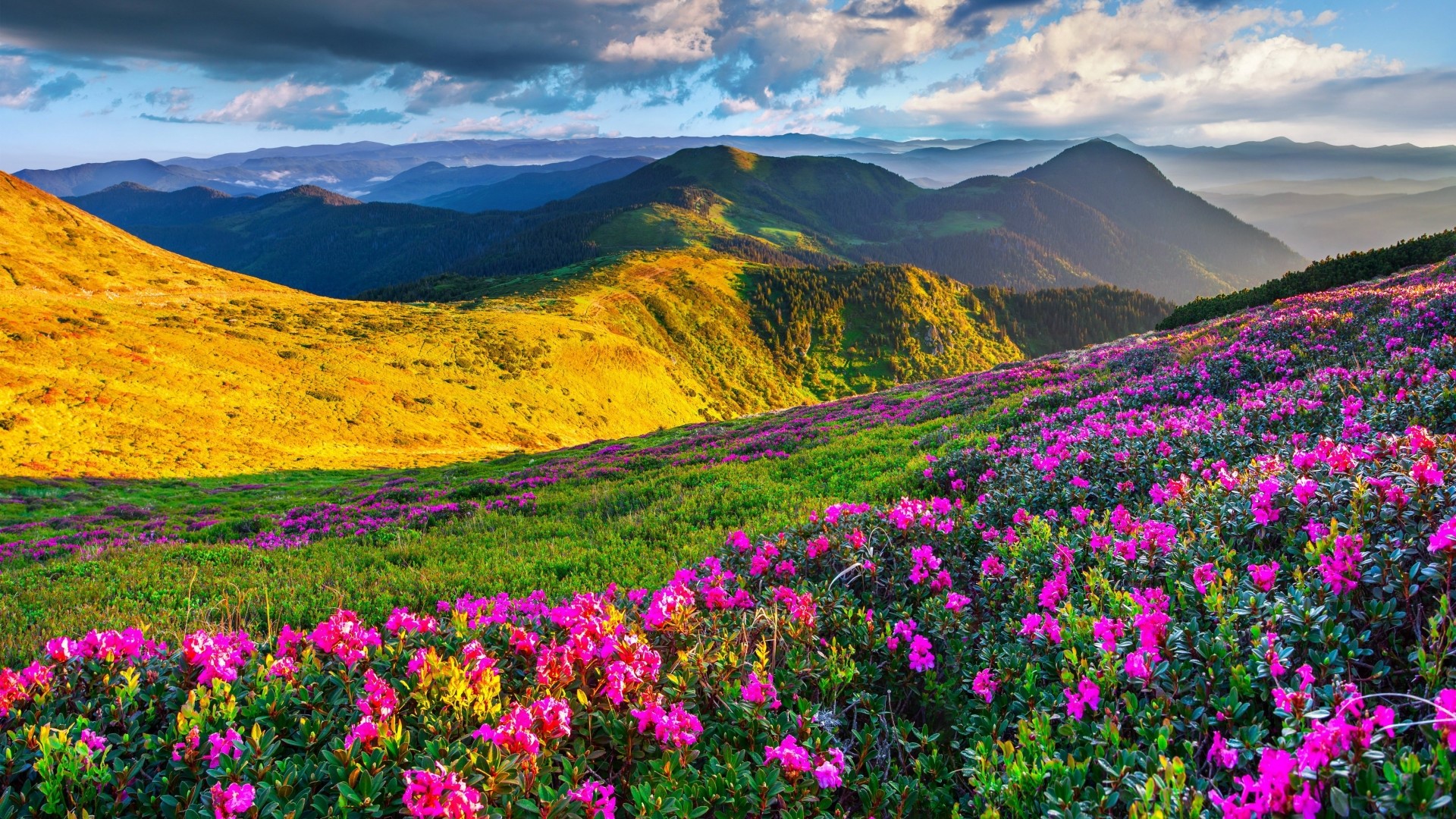 Pink Azaleas on a Mountain Slope HD Wallpaper
