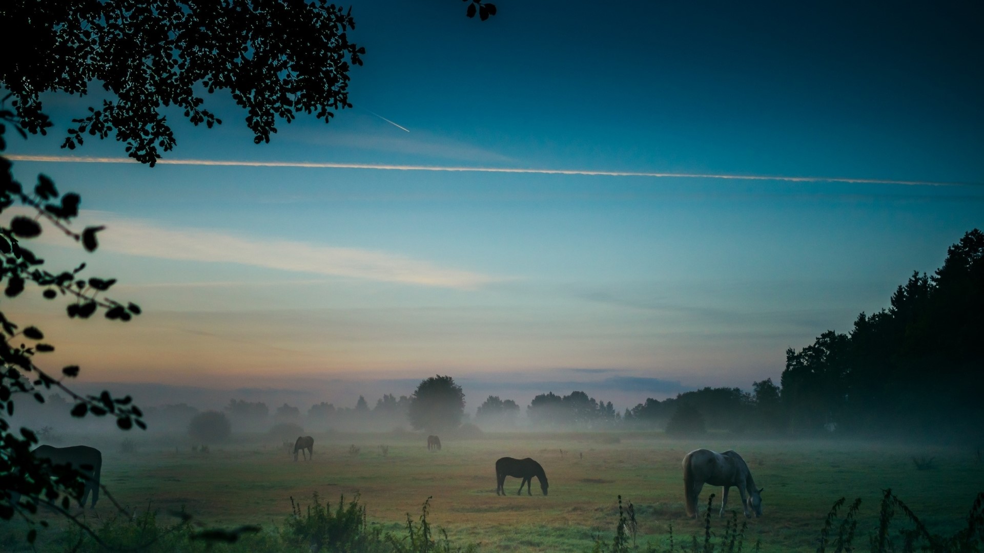 Horses grazing in a misty pasture at dawn HD Wallpaper