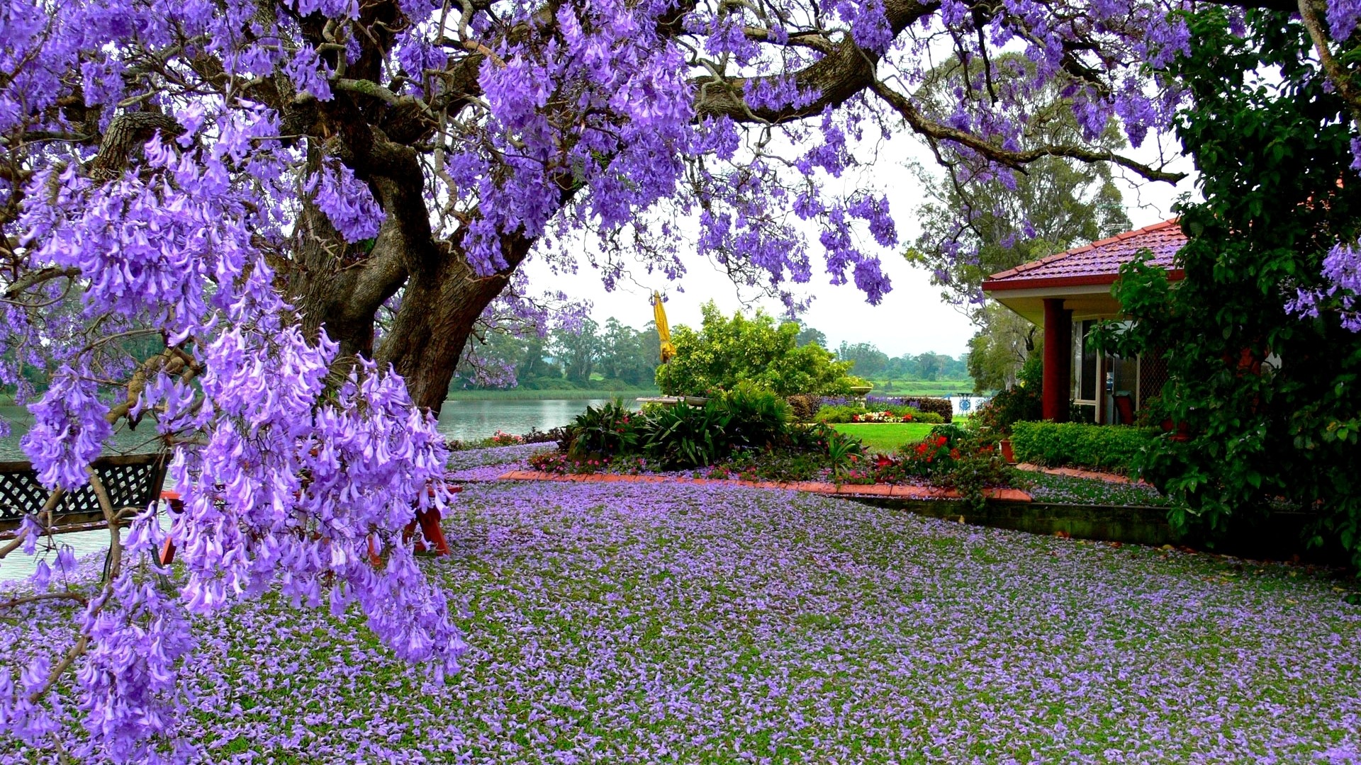 Jacaranda tree in bloom by a lake with a house HD Wallpaper