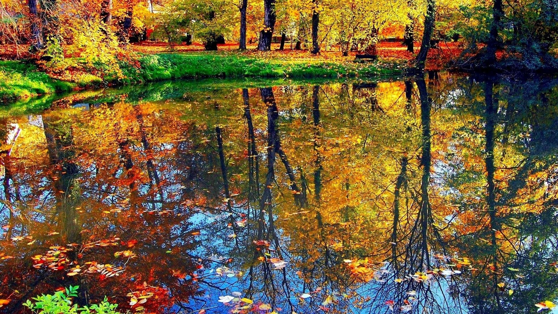Autumn trees reflected in a pond HD Wallpaper