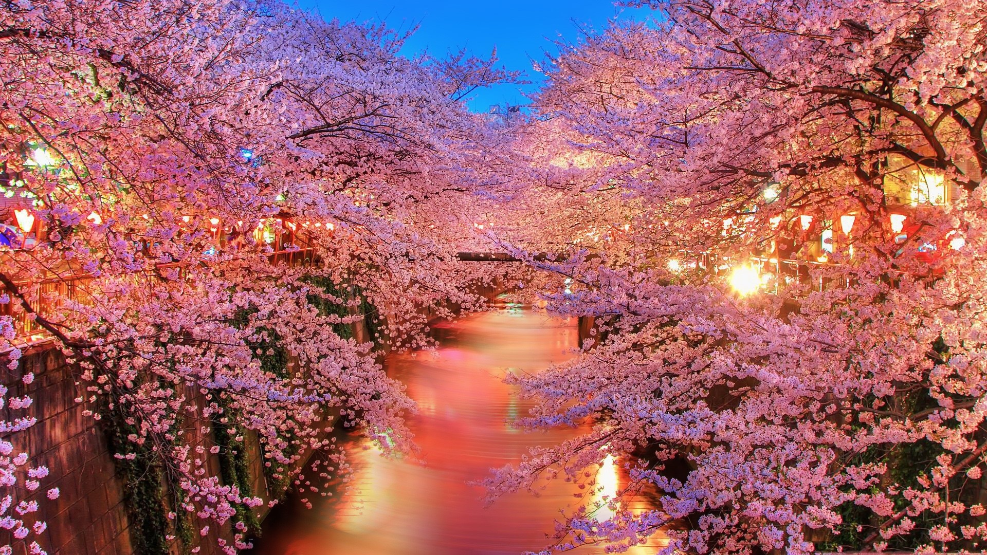 Cherry blossoms over a canal in Japan HD Wallpaper