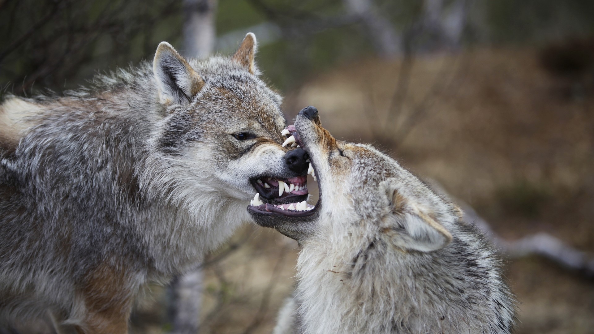 Two wolves fighting with bared teeth HD Wallpaper