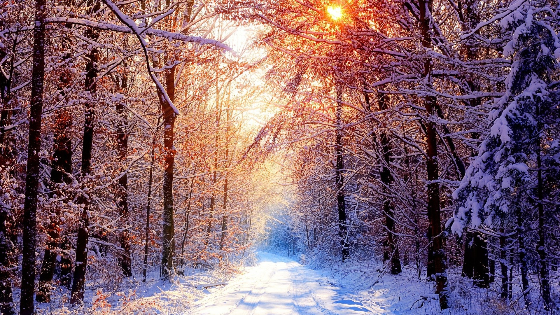Sunlight through snow-covered trees on a winter path HD Wallpaper