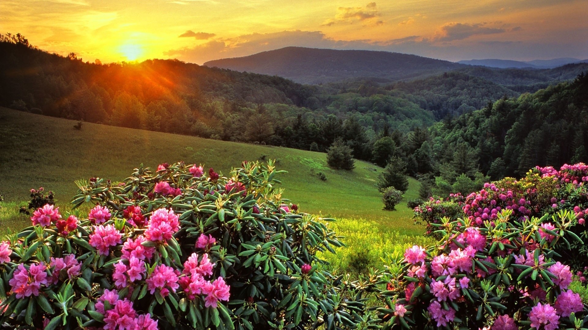 Sunrise over rolling mountains with rhododendrons HD Wallpaper