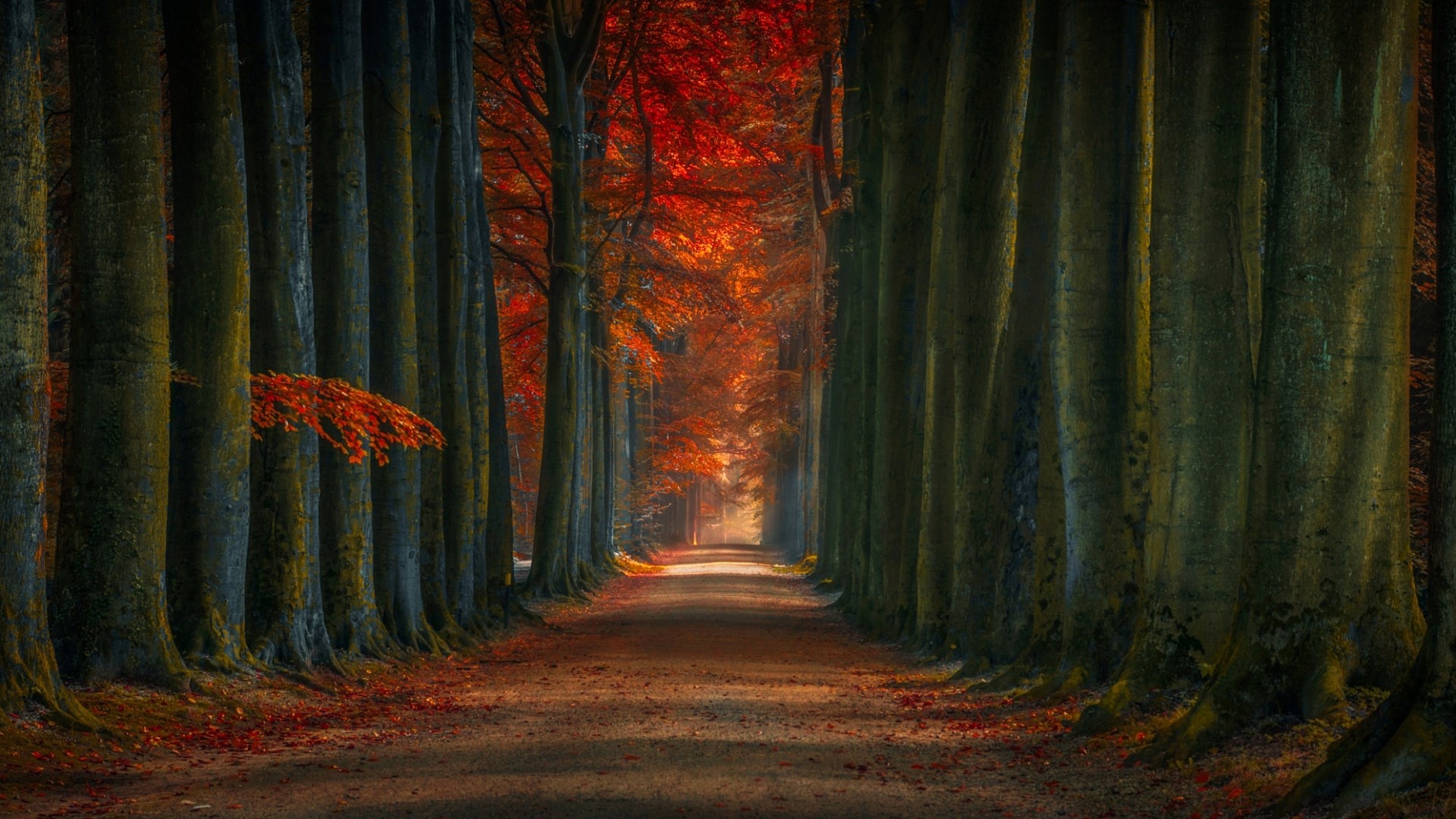 Autumn forest alley with colorful trees HD Wallpaper