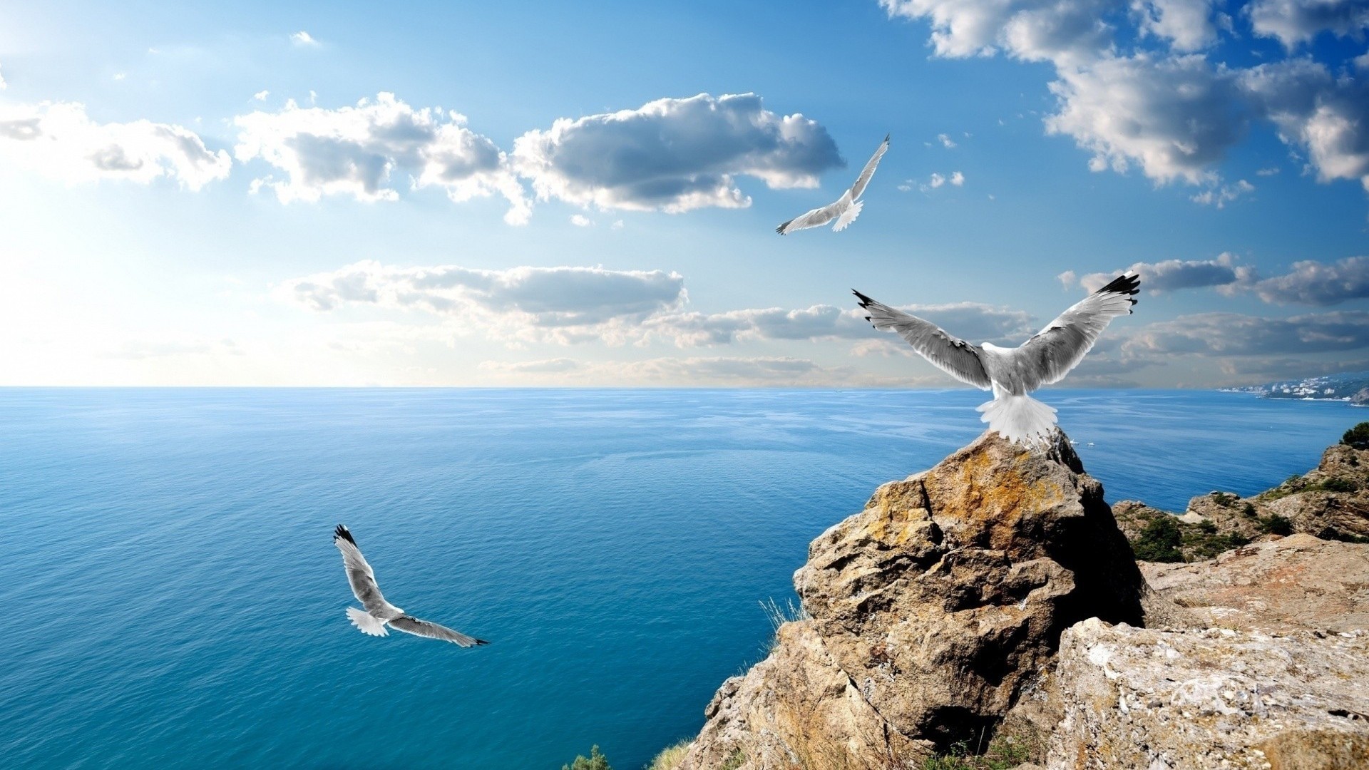 Seagulls flying over the ocean near a rocky shore HD Wallpaper