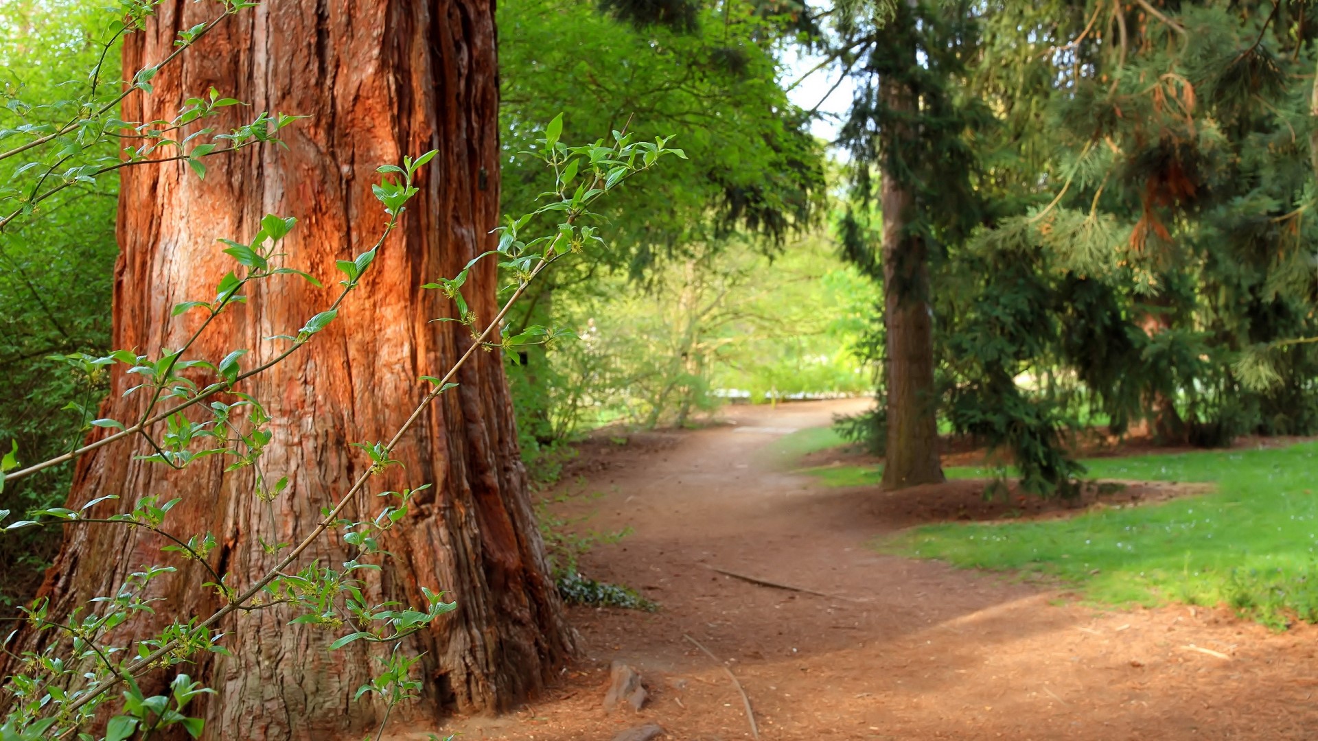 A path through a forest with a large tree HD Wallpaper