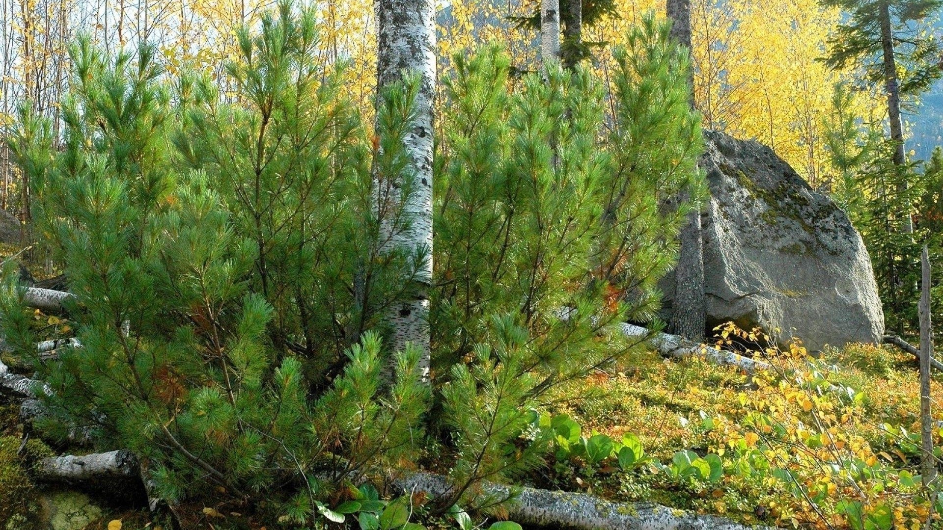 Stone block in a forest with pine trees HD Wallpaper