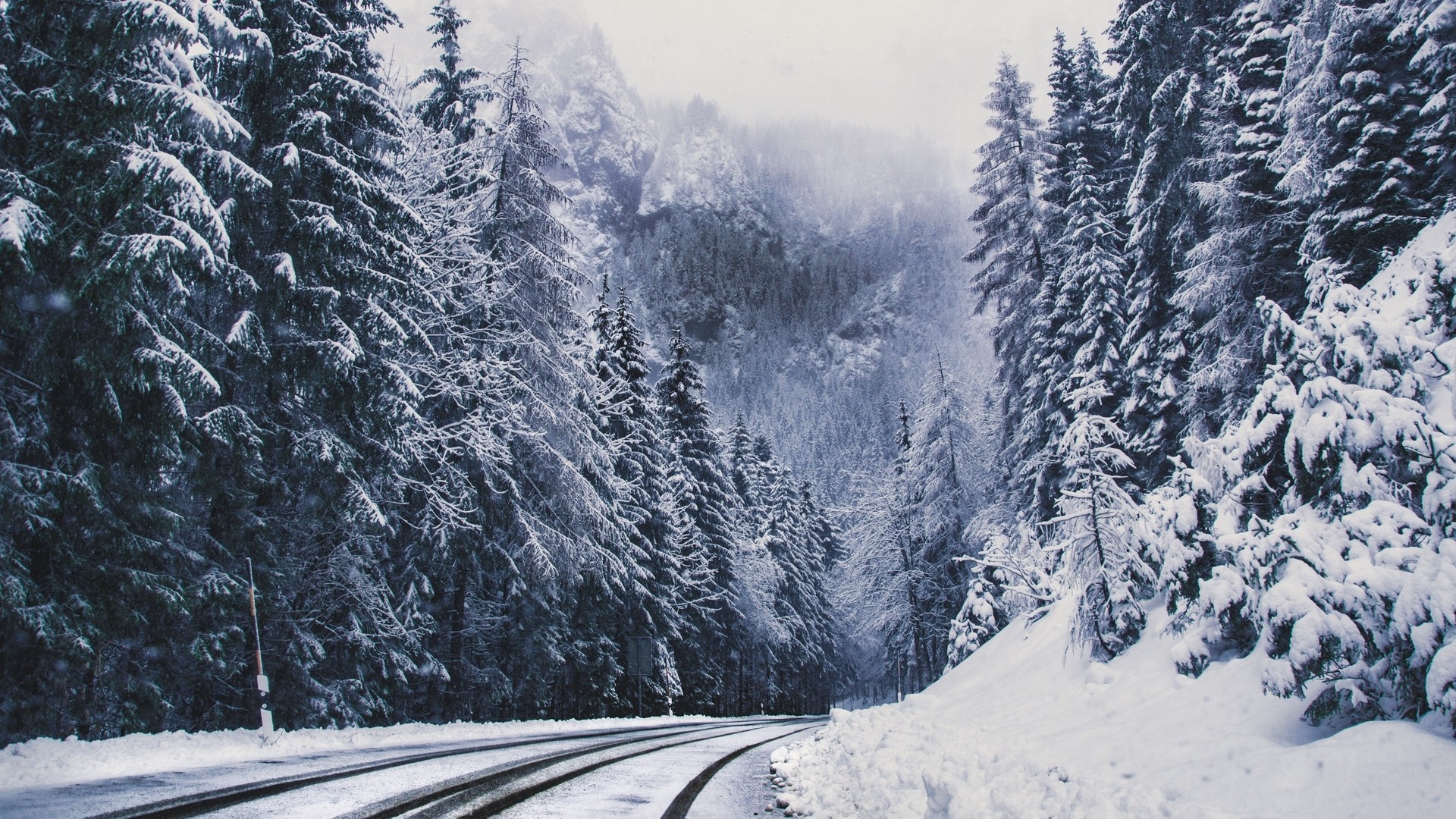 Snowy forest road with pine trees HD Wallpaper