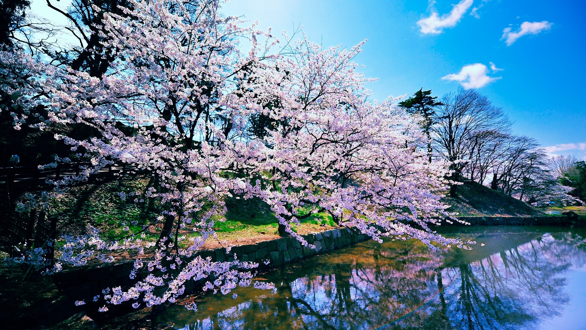 Cherry blossoms reflect in a pond under a blue sky HD Wallpaper