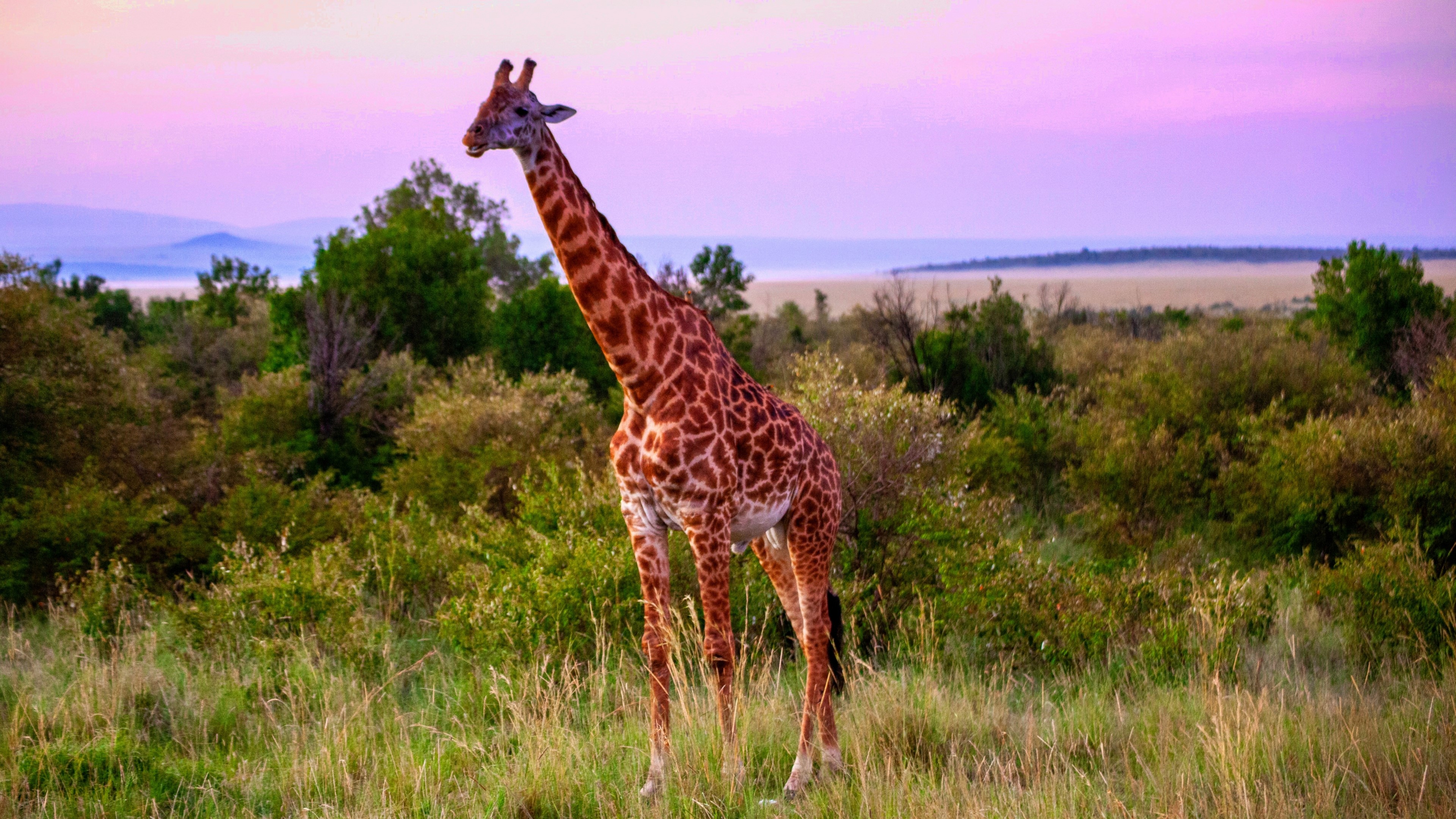 4K Giraffe in African Savannah HD Wallpaper