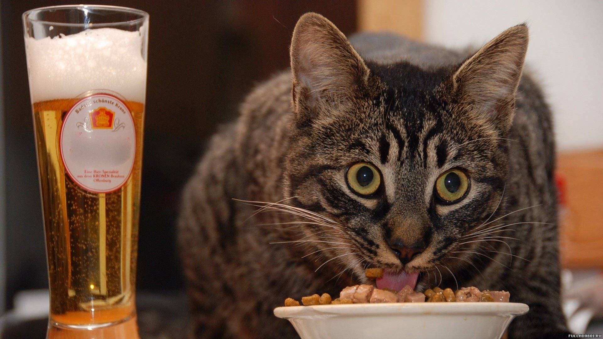 Cat eating from a bowl next to a beer glass HD Wallpaper