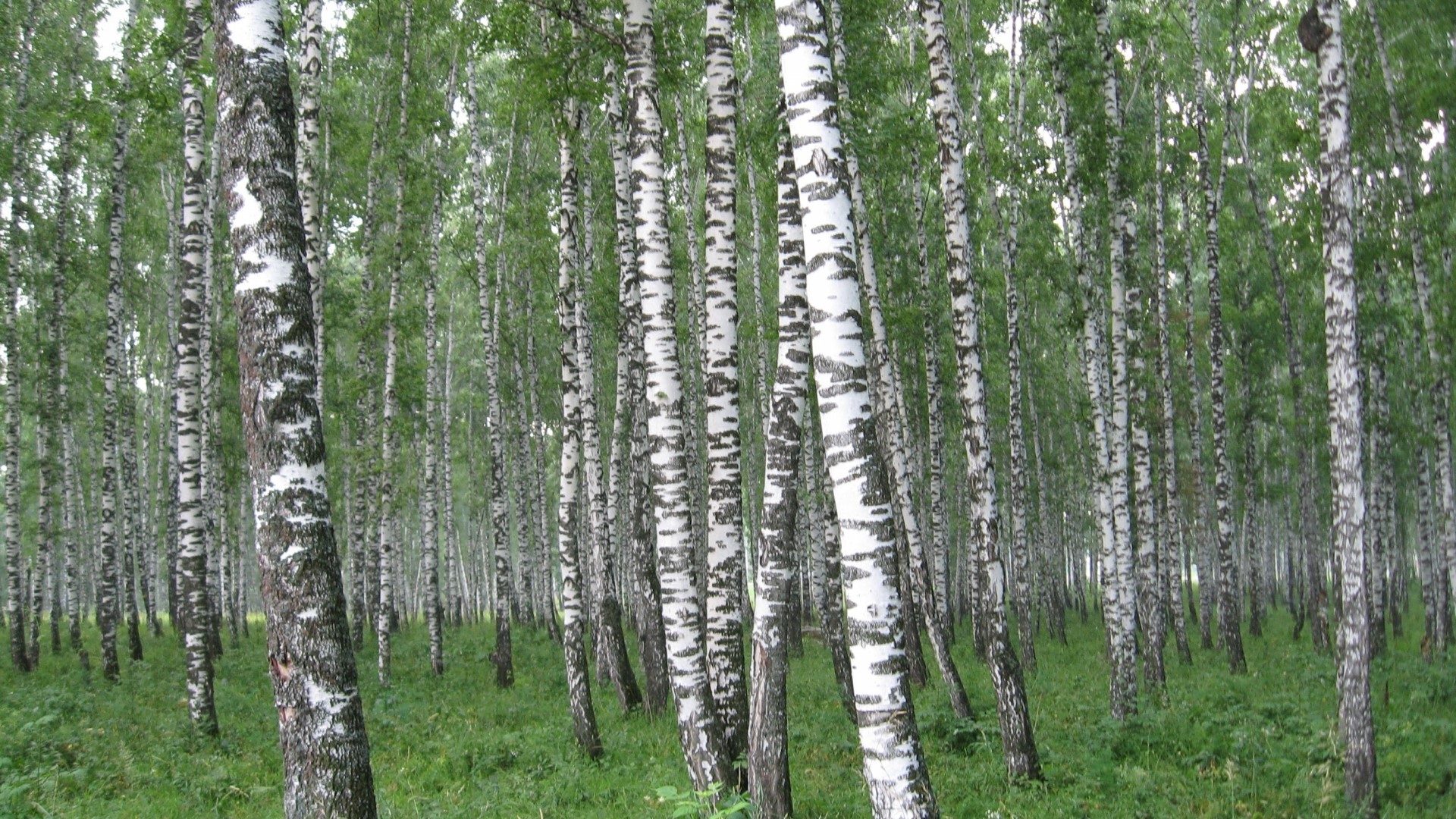 Birch Grove with Green Grass HD Wallpaper