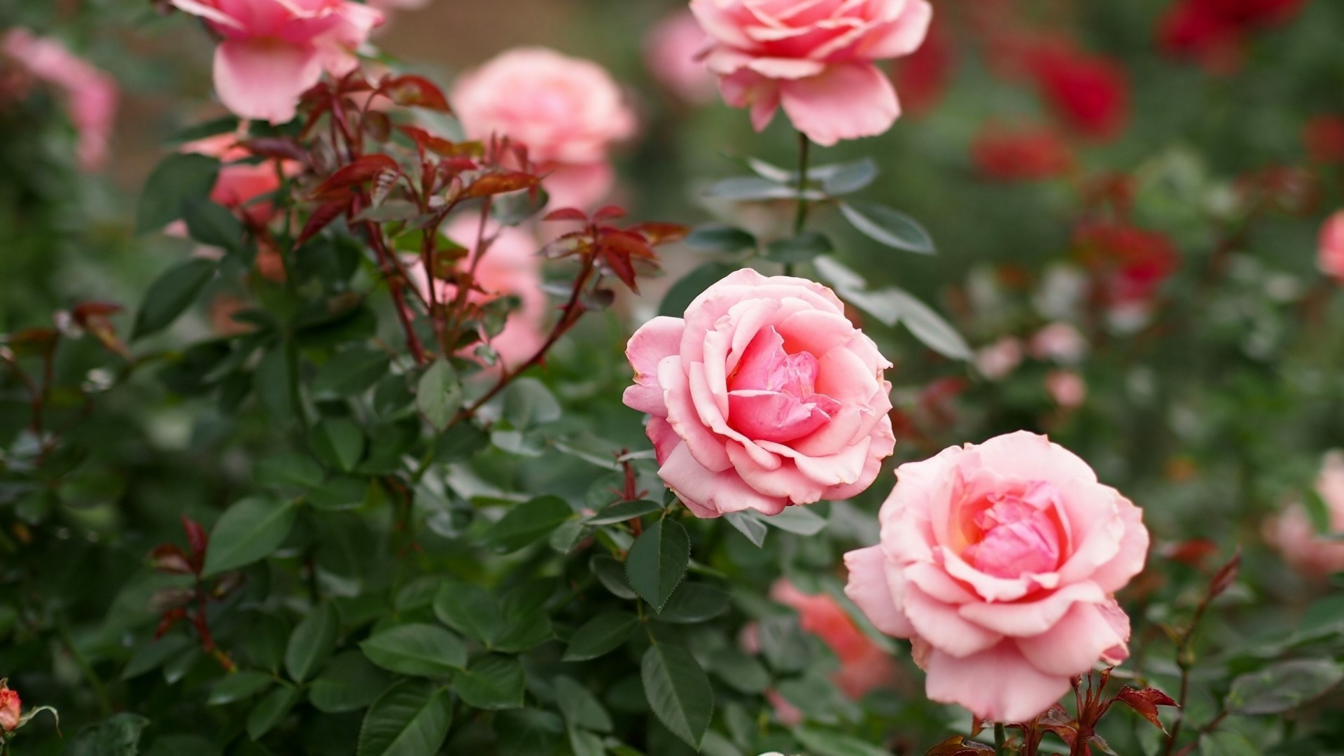 Pink Roses in a Garden HD Wallpaper