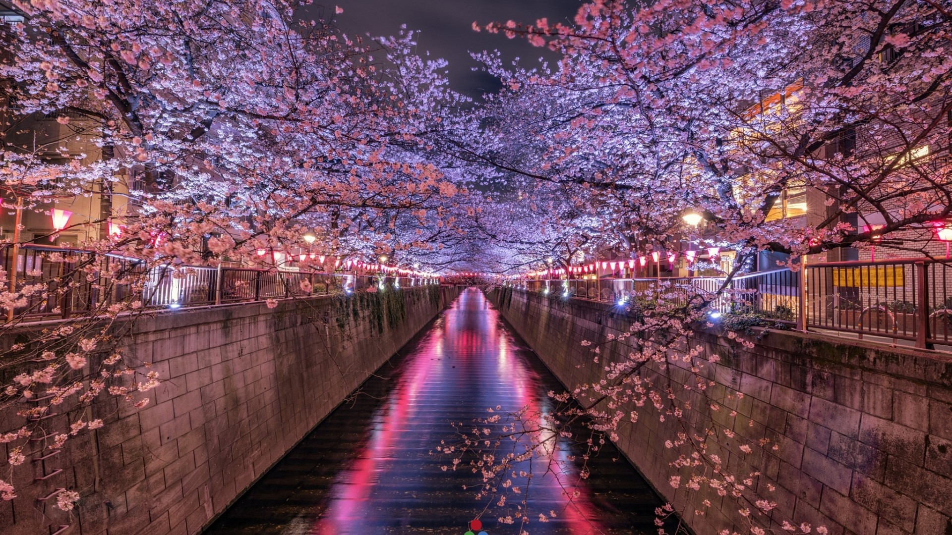 Cherry blossoms illuminated at night along a canal in Japan HD Wallpaper