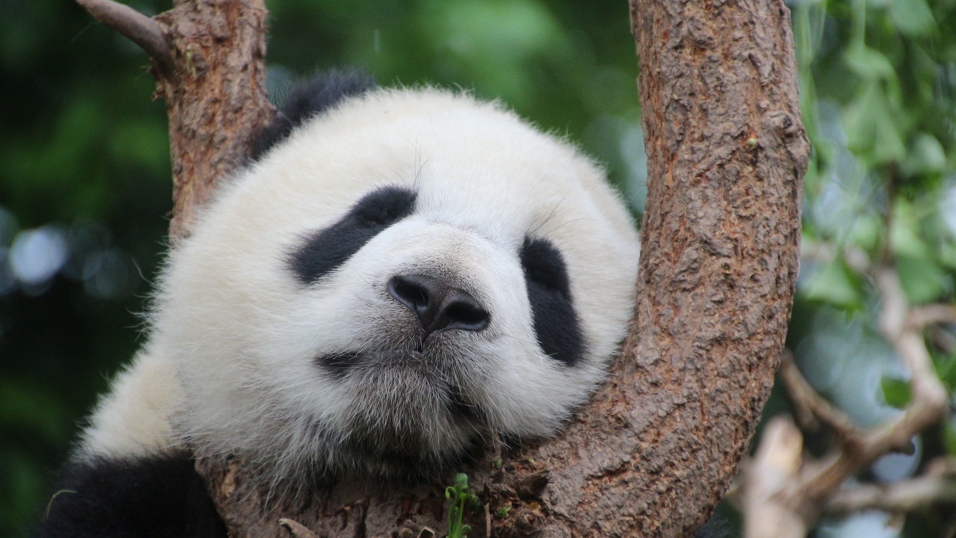 Panda sleeping on a tree branch HD Wallpaper