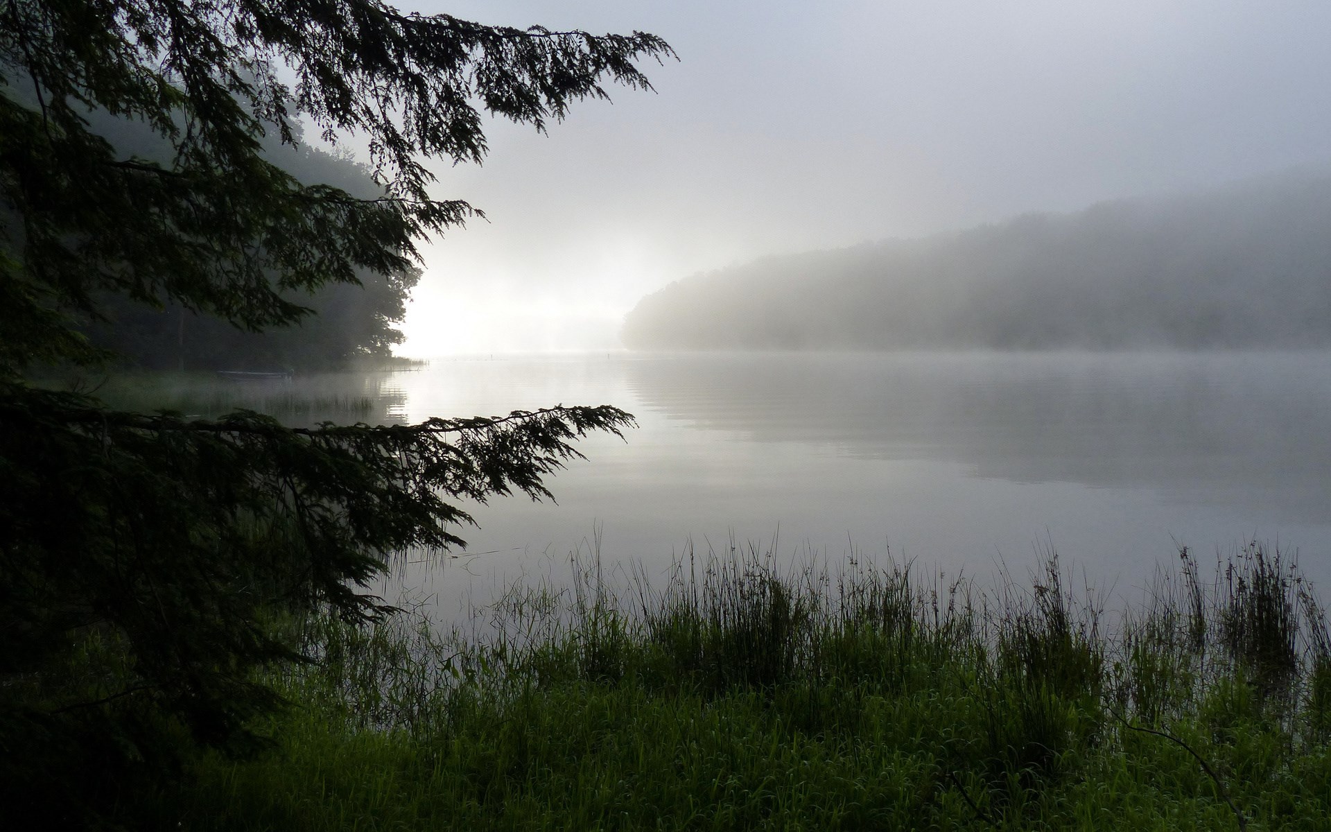 Misty lake at sunrise with trees and grass HD Wallpaper