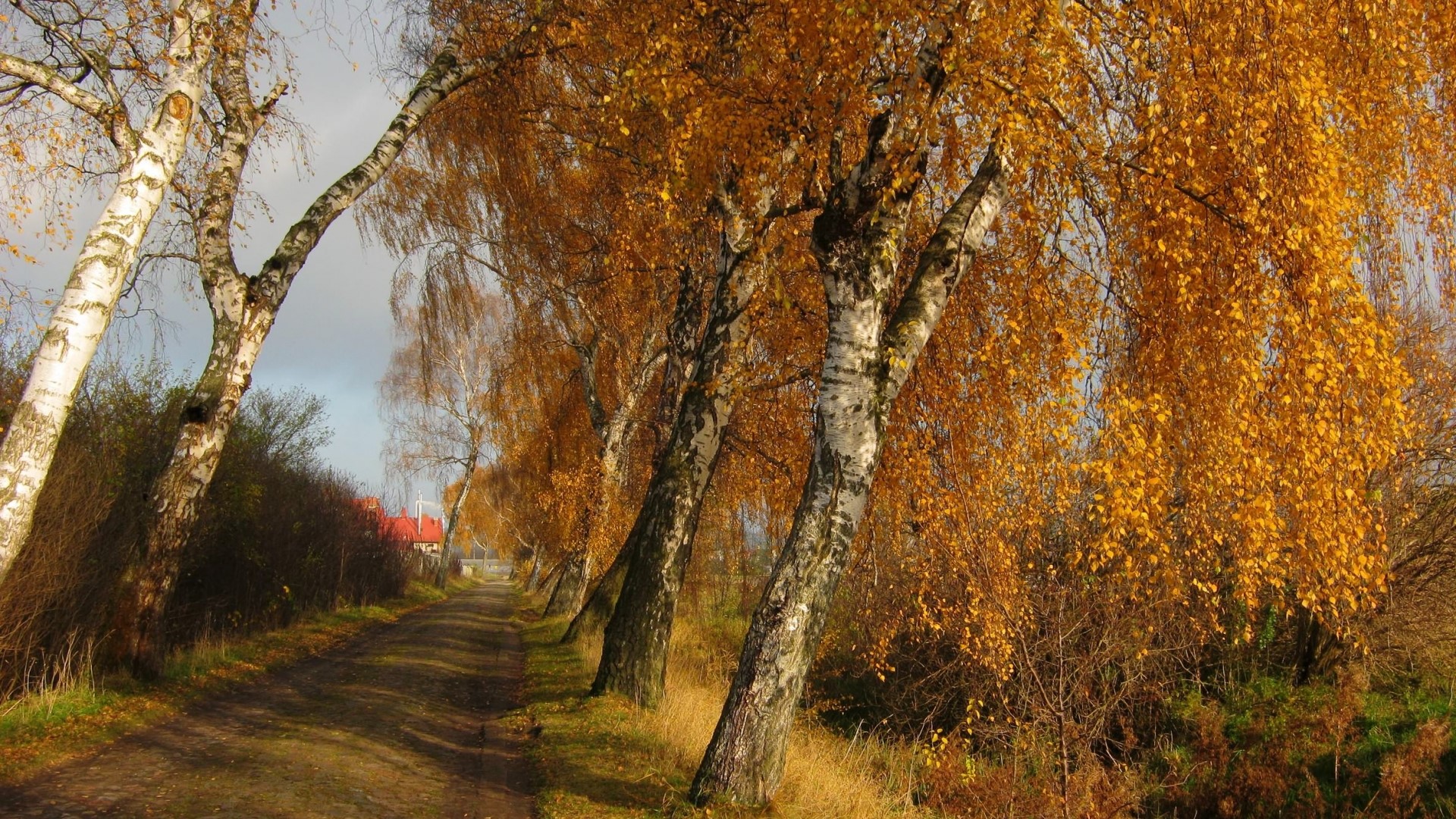 Autumn birch trees line a dirt road HD Wallpaper