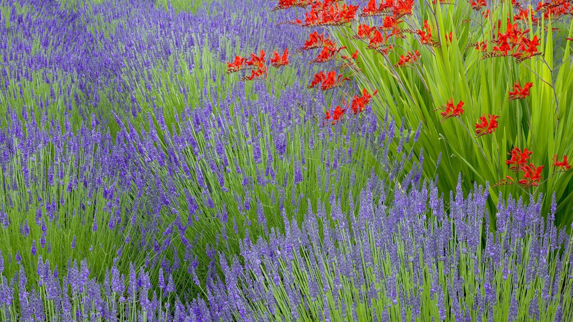 Field of Lavender and Red Flowers HD Wallpaper