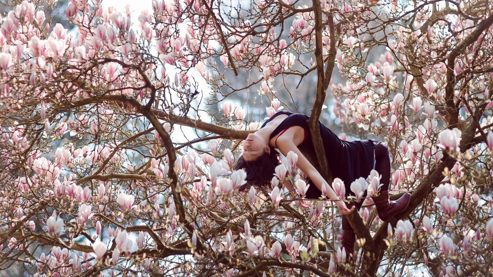 Woman in a black dress in a blooming magnolia tree HD Wallpaper
