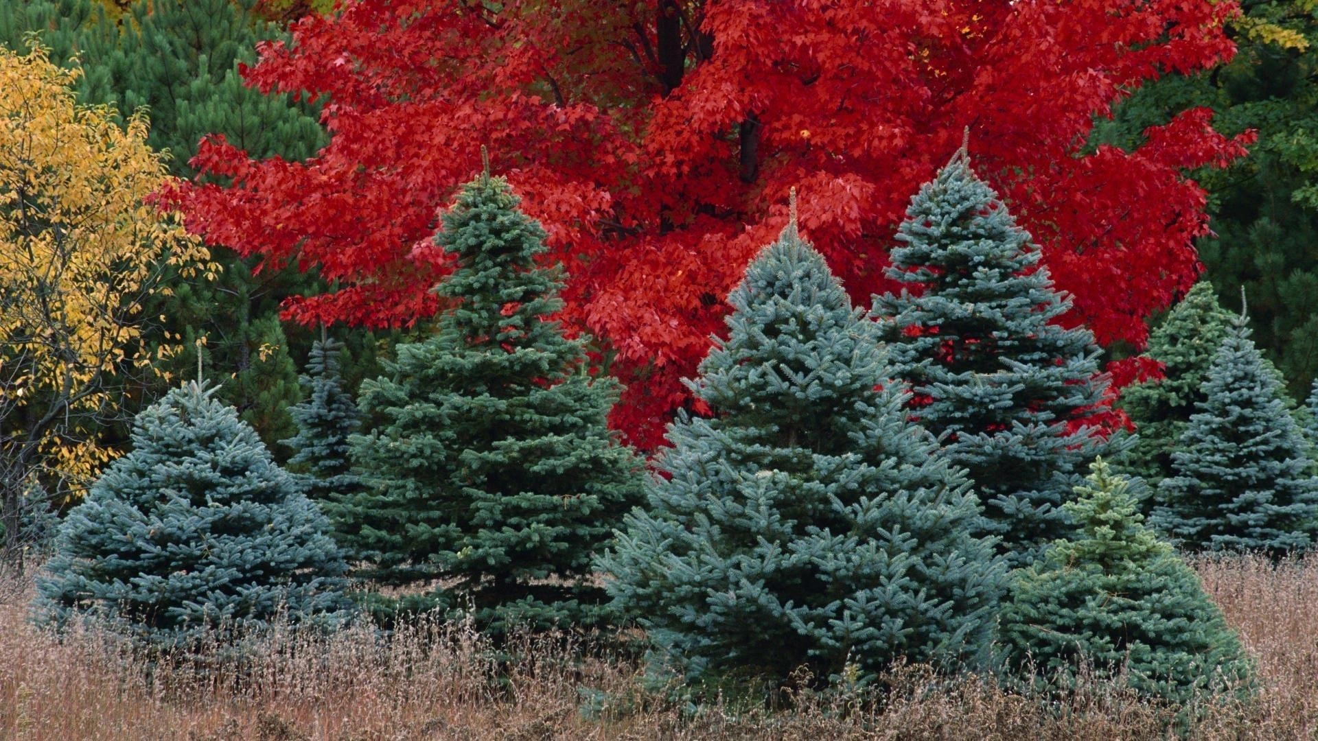 Autumn trees with red and yellow foliage HD Wallpaper