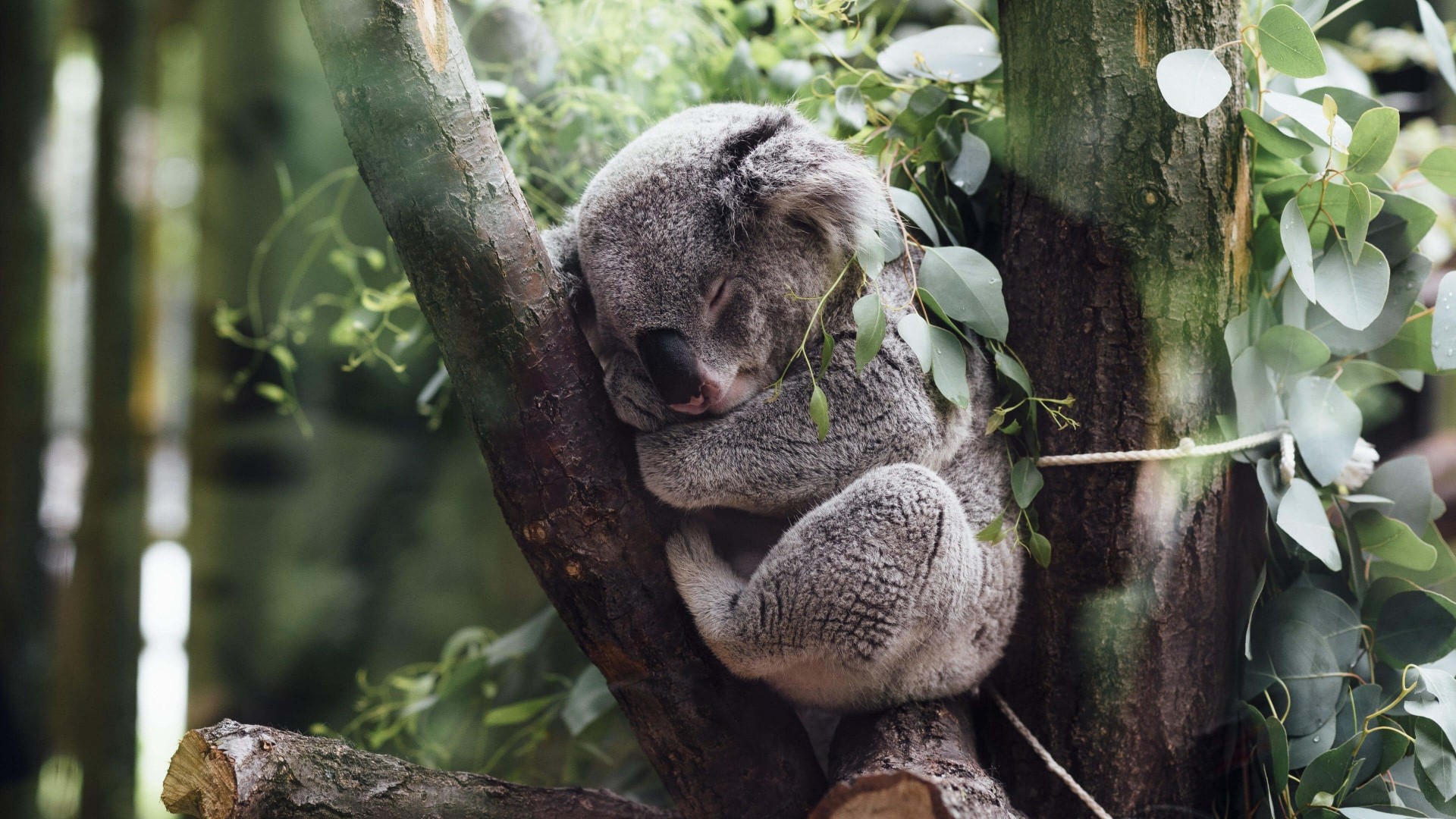 Koala sleeping on a tree branch HD Wallpaper