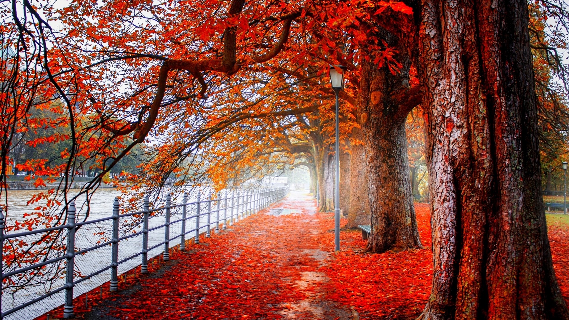 Autumn path covered in red leaves HD Wallpaper