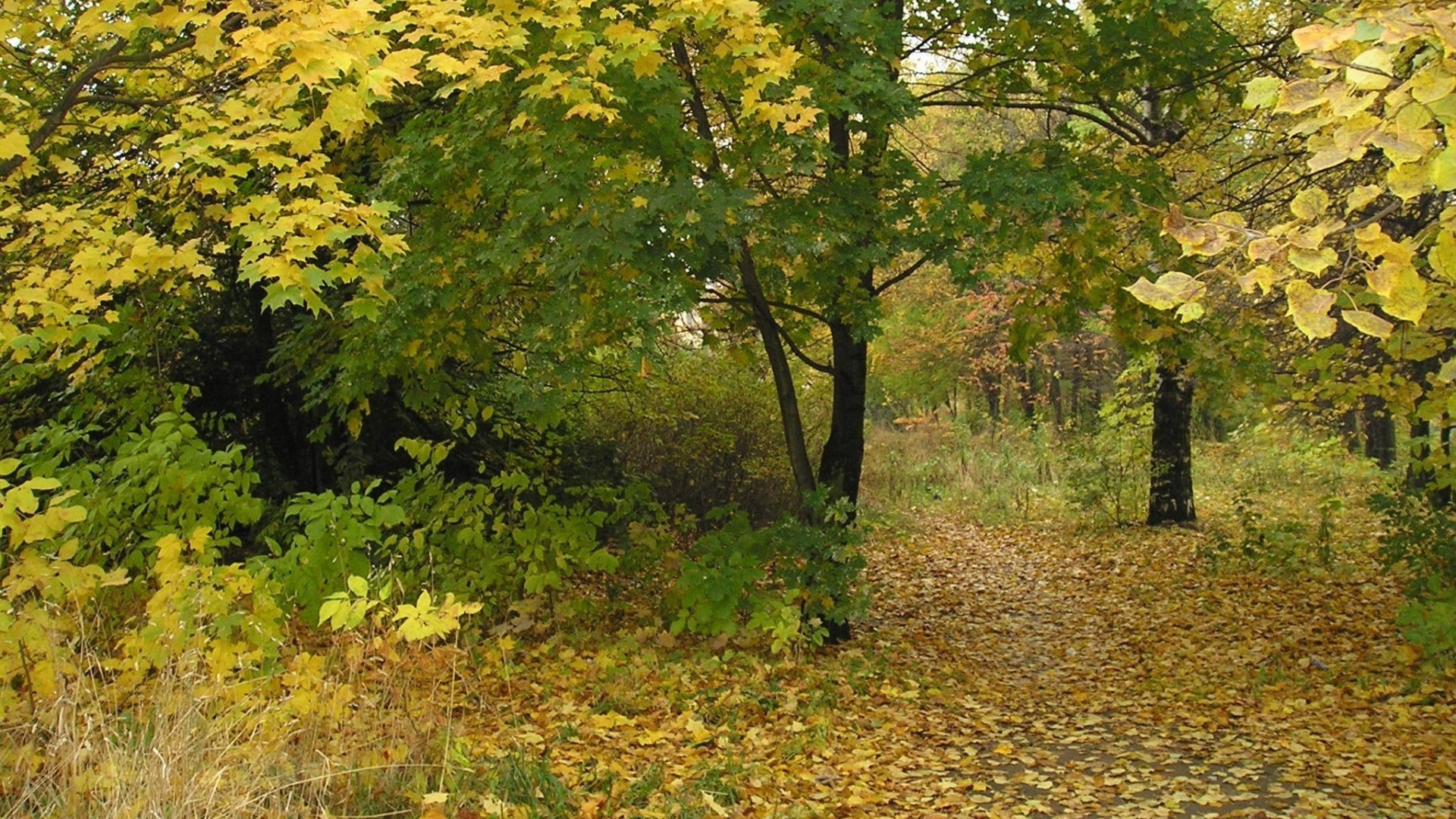 Autumn path covered in fallen leaves HD Wallpaper