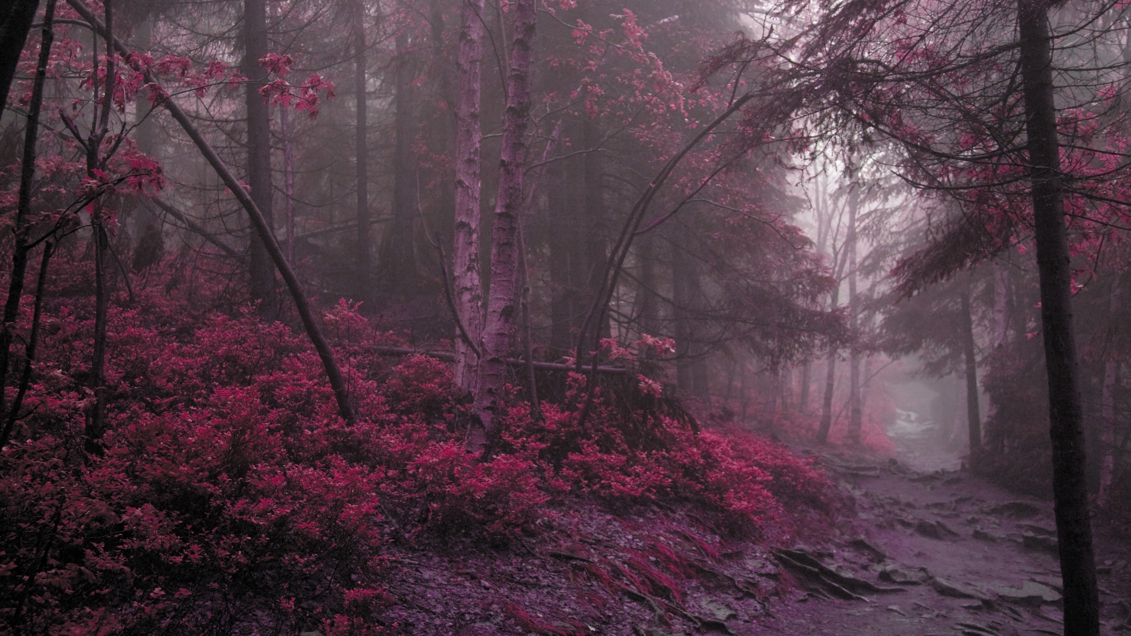 4K Path in a Pink Forest HD Wallpaper