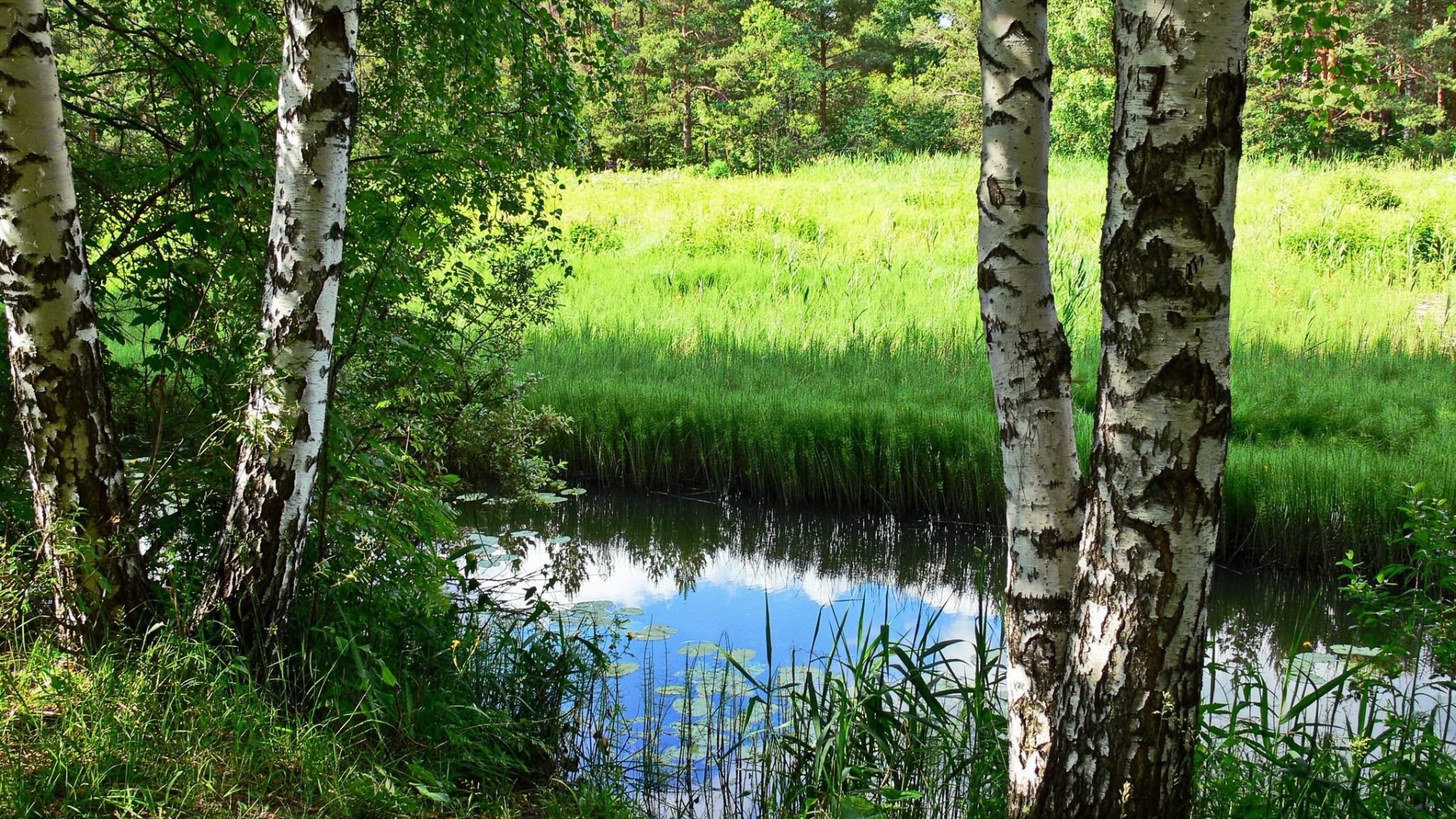 Birch trees by a stream in a sunny forest HD Wallpaper