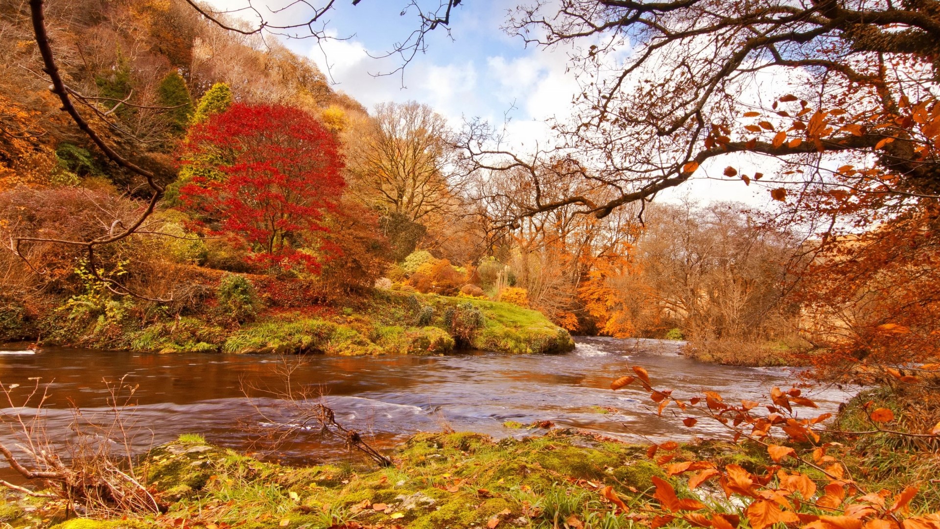 River flowing through a forest in golden autumn HD Wallpaper