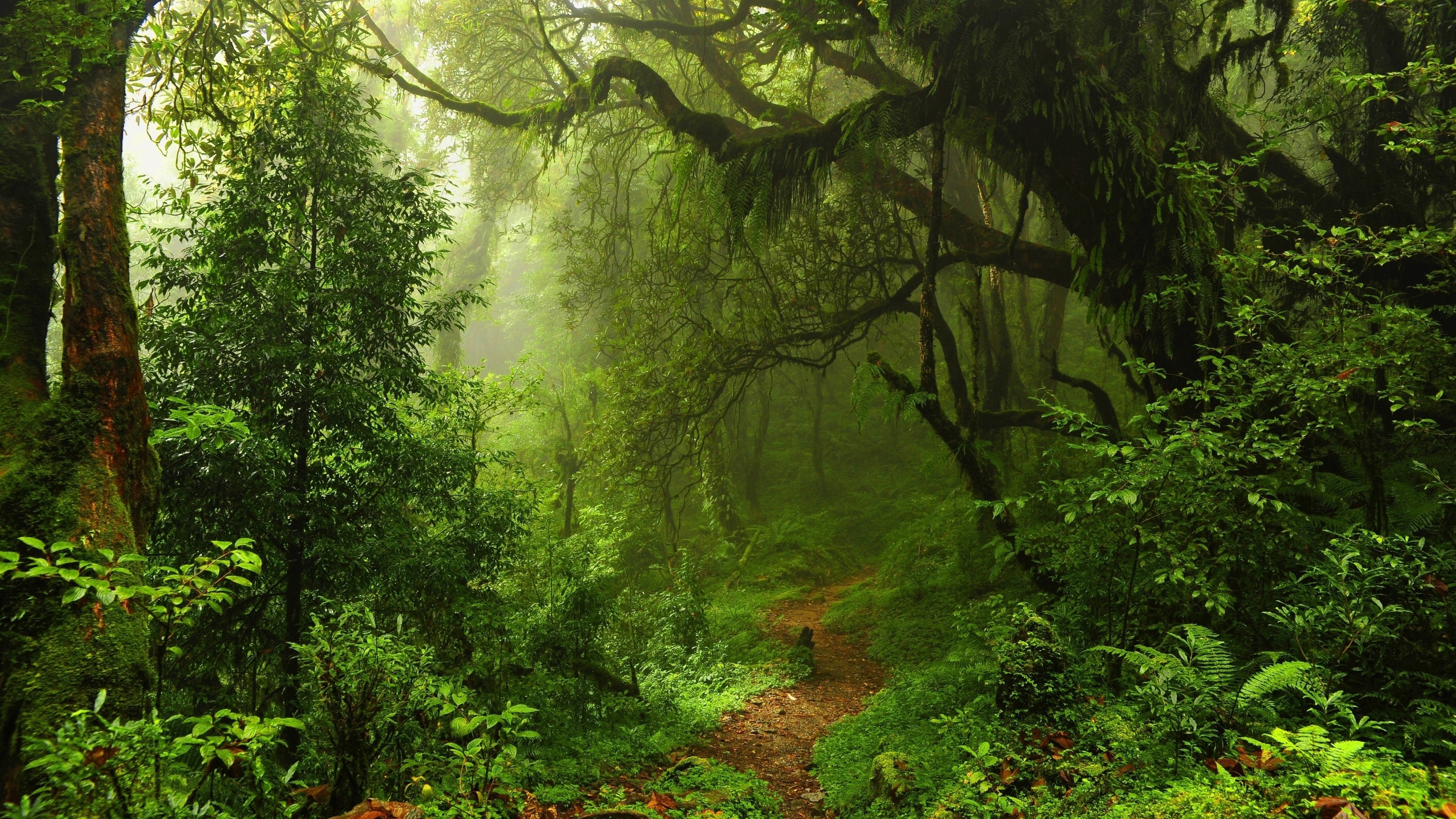 4K Green Forest Path HD Wallpaper