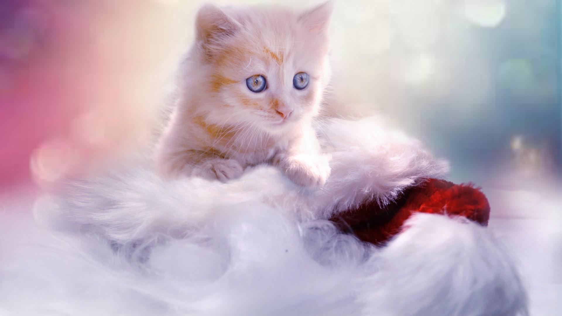 Cute kitten in a Santa hat HD Wallpaper