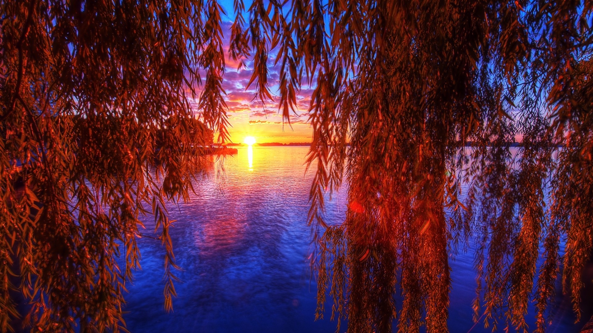 Sunset over a lake viewed through willow branches HD Wallpaper