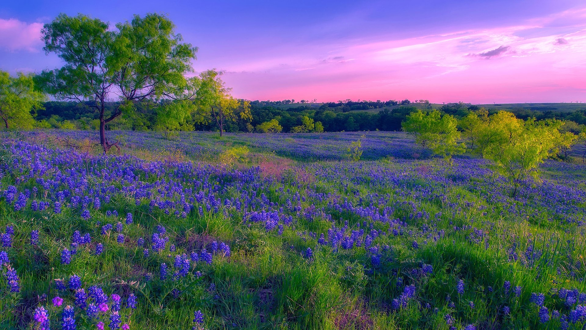 Field of bluebonnets at sunset HD Wallpaper