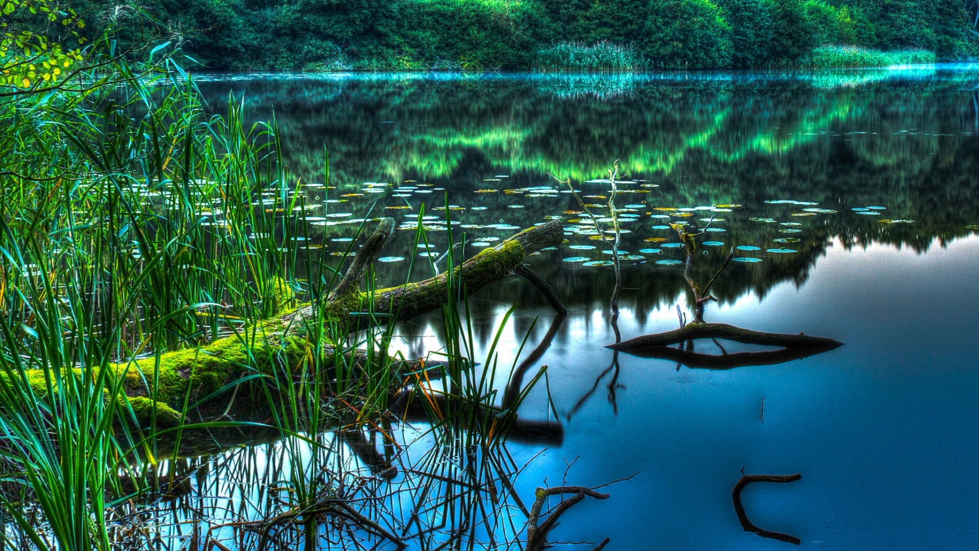 Mossy log in a tranquil lake with lily pads HD Wallpaper