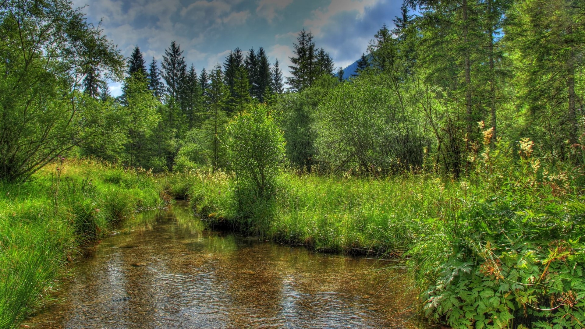 A stream flows through a green forest with trees and clouds. HD Wallpaper