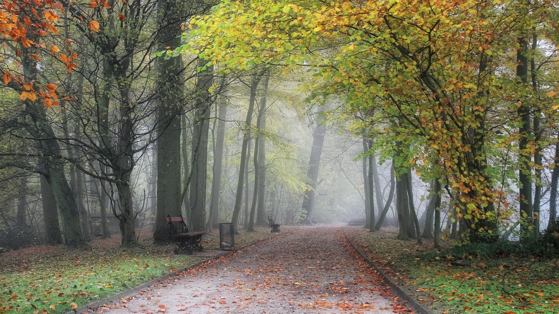 Autumn park path with benches and trees HD Wallpaper