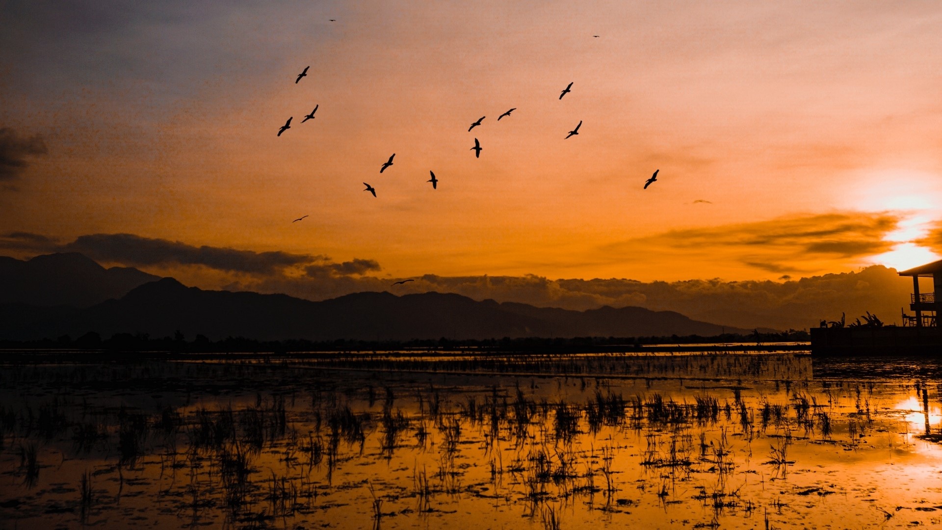Birds flying over a lake at sunset HD Wallpaper