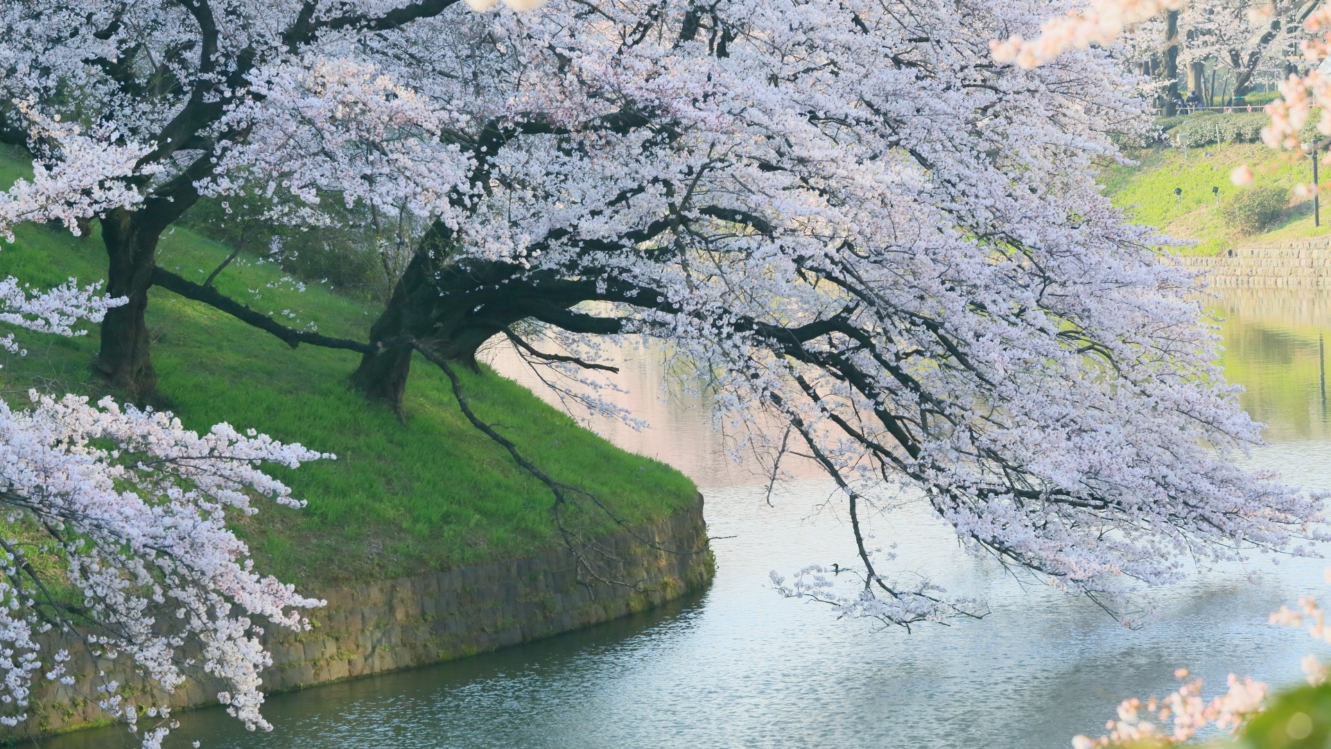 Cherry blossoms blooming by a river HD Wallpaper