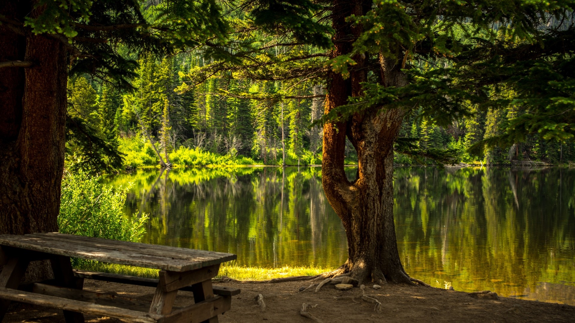 Picnic table by a lake in a forest HD Wallpaper