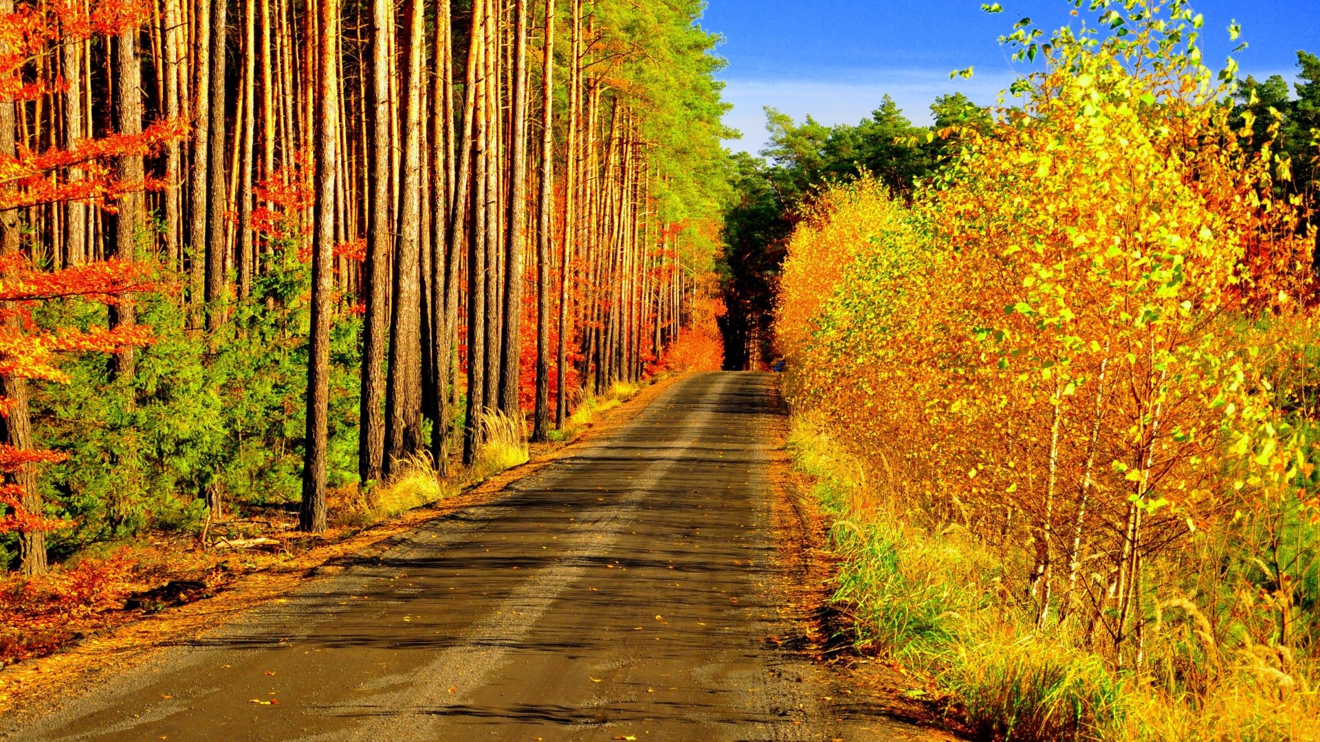 Autumn forest road with golden trees HD Wallpaper