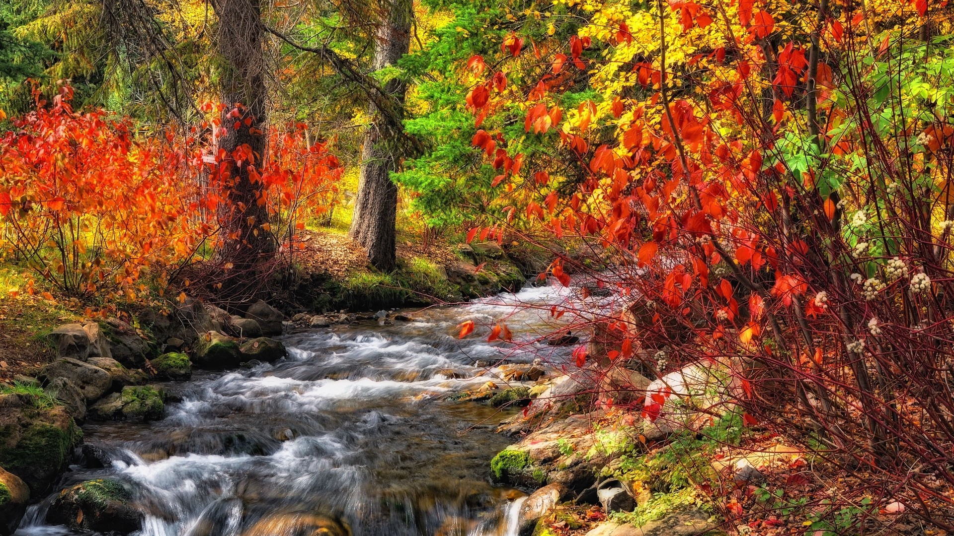 Autumn forest stream with colorful foliage HD Wallpaper