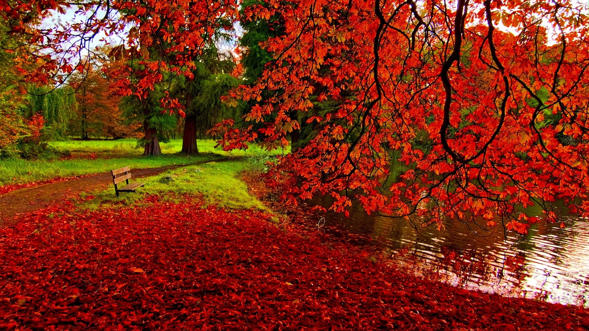 Autumn park with red leaves and a pond HD Wallpaper