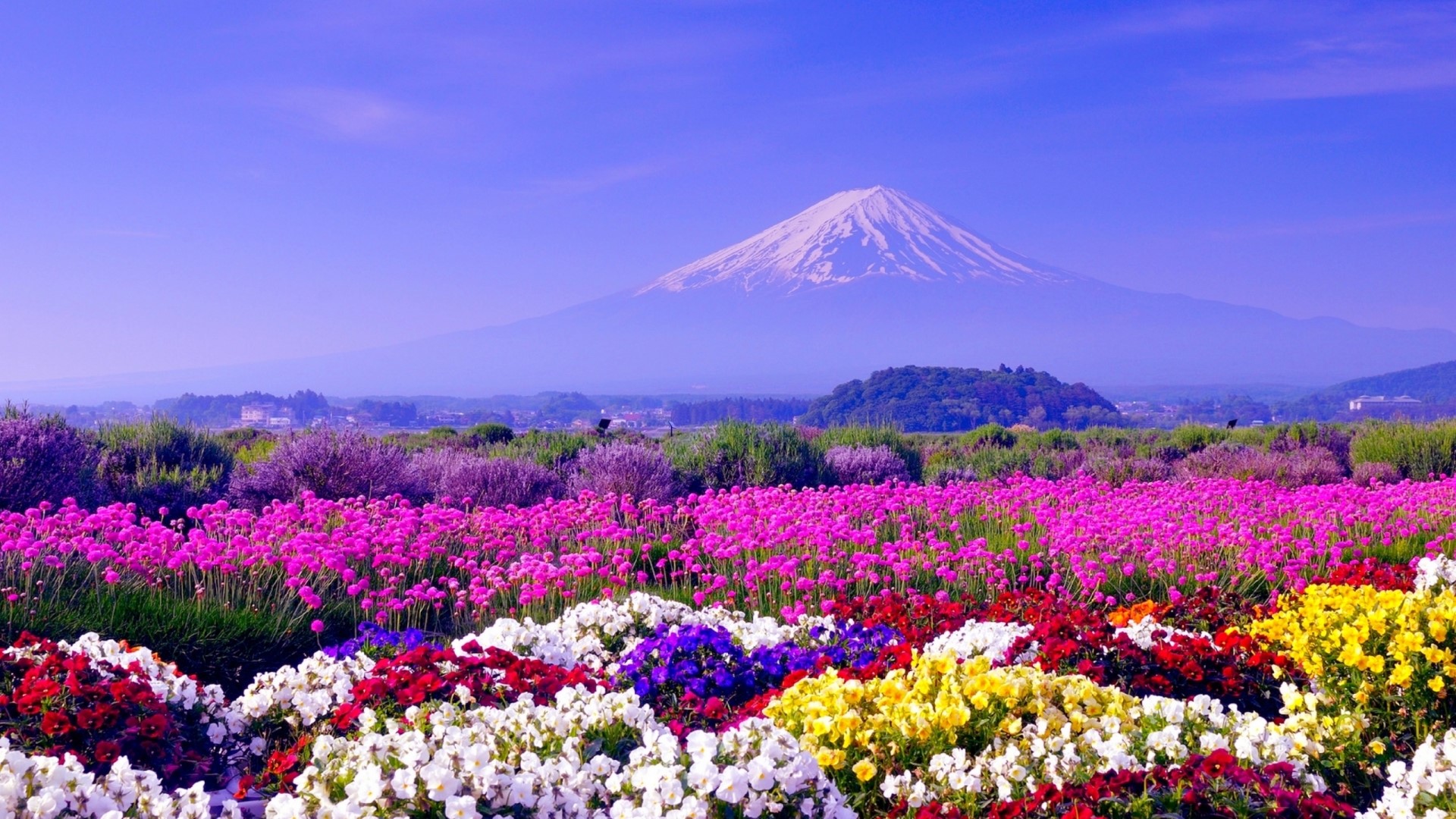Mount Fuji with Flower Fields HD Wallpaper