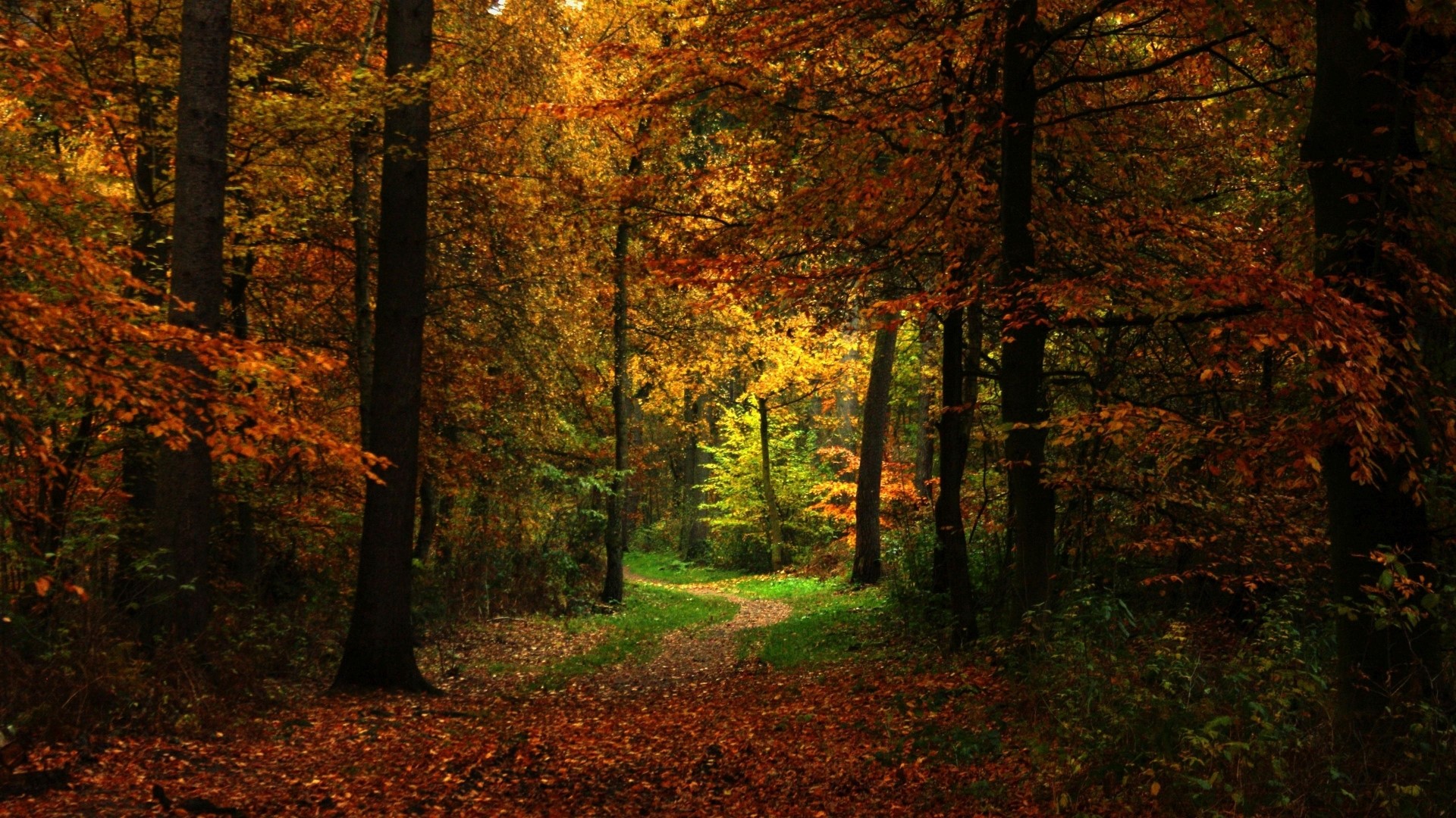 Autumn forest path with fallen leaves HD Wallpaper