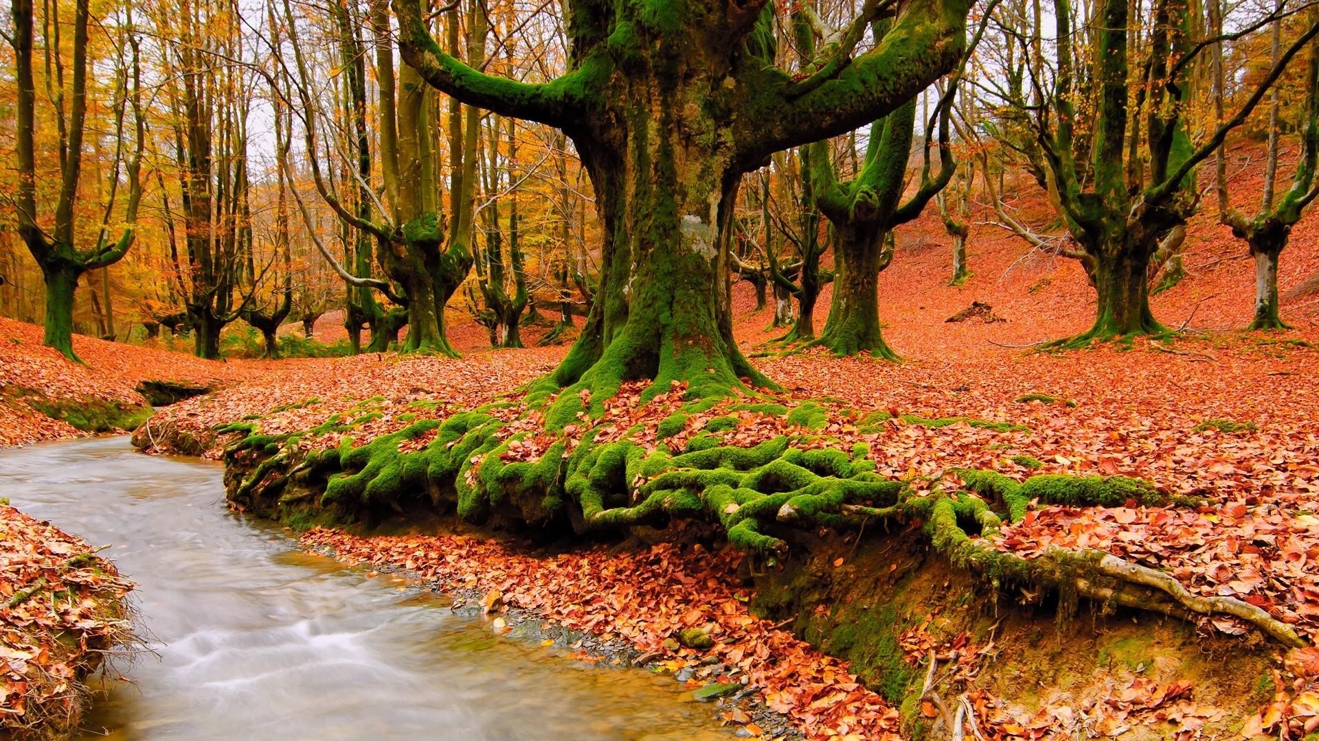 Autumn forest with stream and mossy trees HD Wallpaper