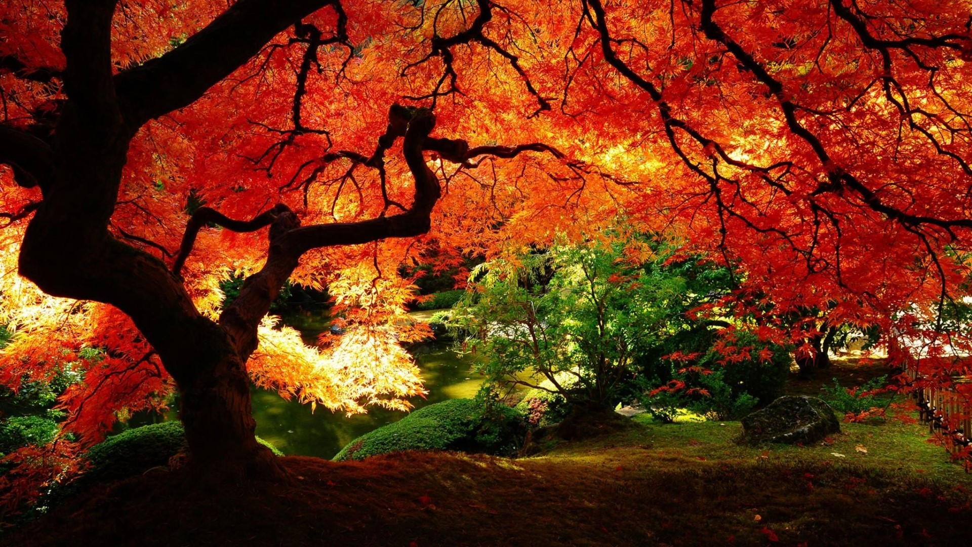 Red Maple Tree in Autumn Garden HD Wallpaper