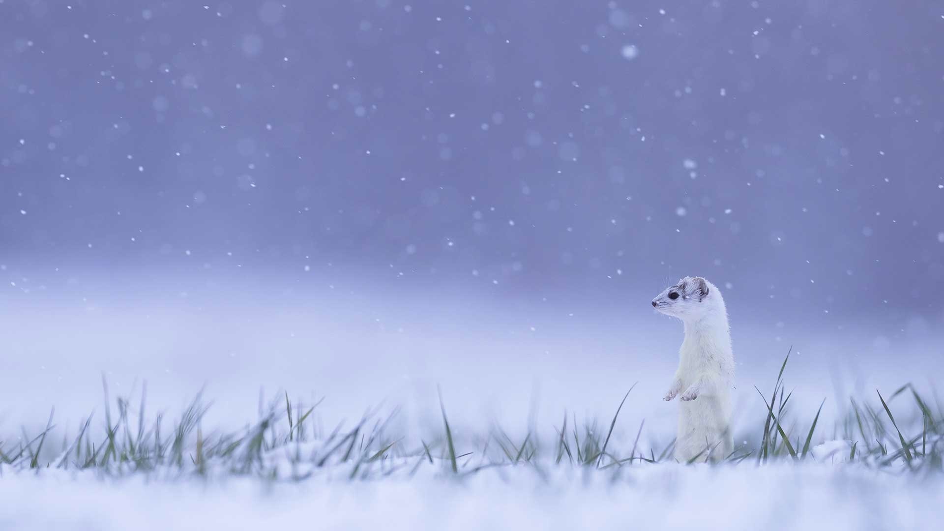 Weasel in a snowy field in France HD Wallpaper